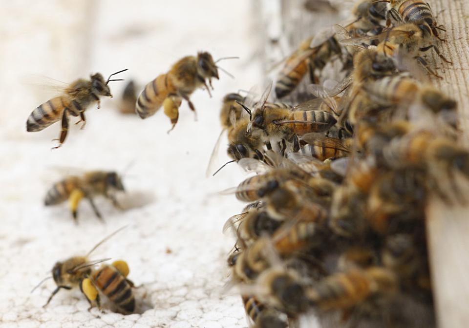 File photo of honey bees swarming on a honeycomb at a farm in Jordan Valley