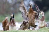 <p>An Indian Runner duck dries off after a swim at a vineyard at the Vergenoegd wine estate near Cape Town, South Africa, May 18, 2016. (REUTERS/Mike Hutchings) </p>