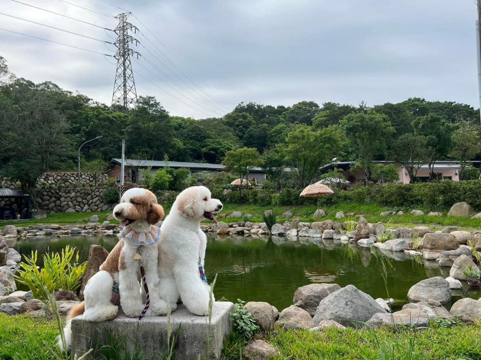 狗狗也來湖邊當一回網美！此木窯提供