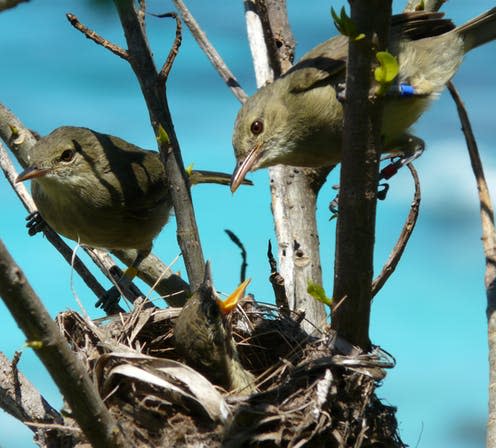 <span class="caption">A pair of Seychelles Warblers tend to their chick.</span> <span class="attribution"><span class="source">Janske Van De Crommenacker</span>, <span class="license">Author provided</span></span>