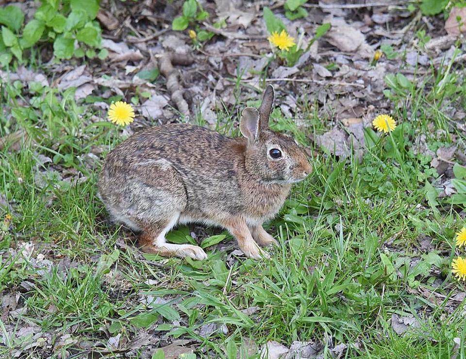 Areas where rabbits have gnawed on vegetation are easy to spot, as are their distinctive raisin or pea-sized and -shaped droppings.