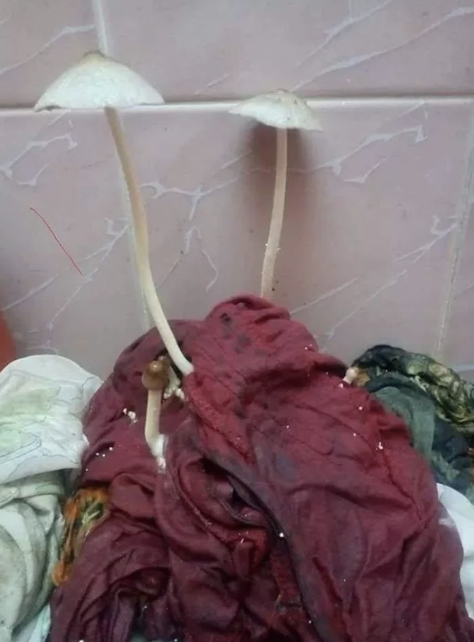 mushrooms sprouting from someone's laundry