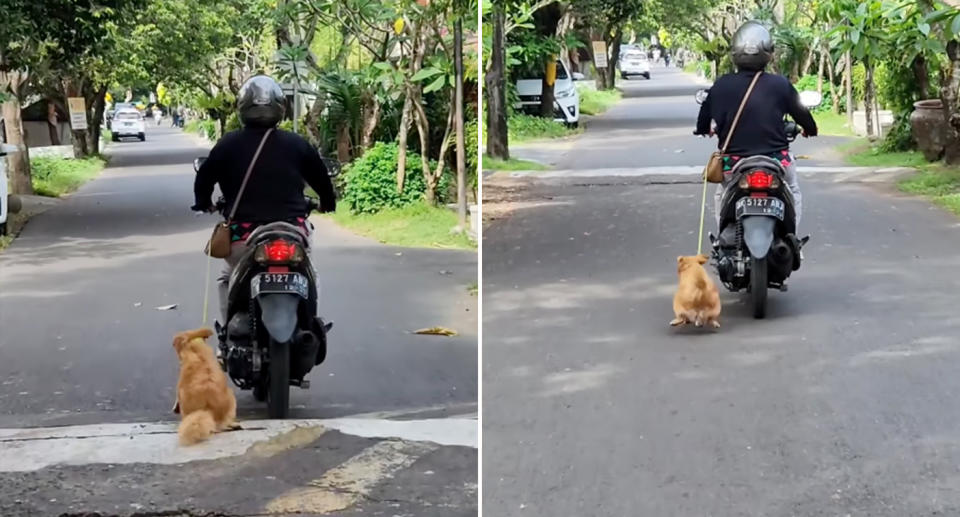 Pies ciągnięty za skuterem na Bali.