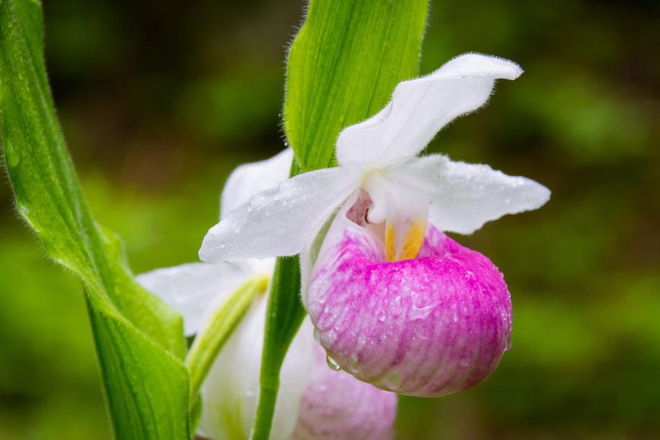 42. Pink and White Lady's Slipper - Minnesota