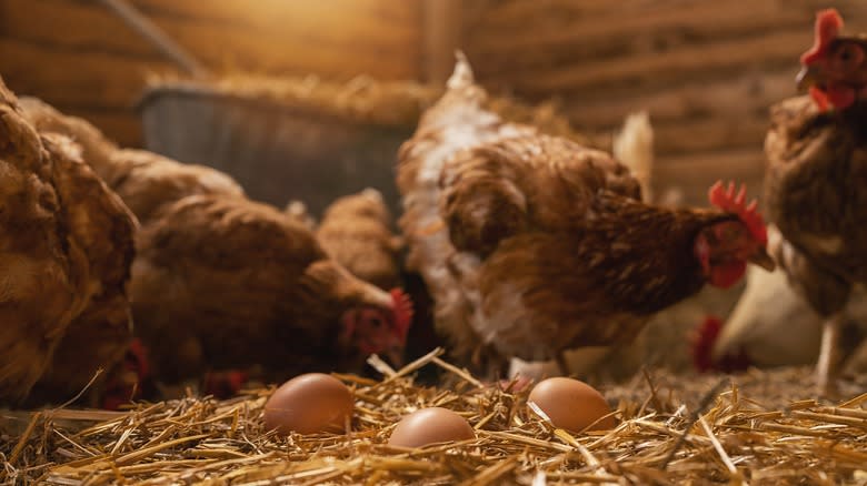 Chickens in a barn with their eggs