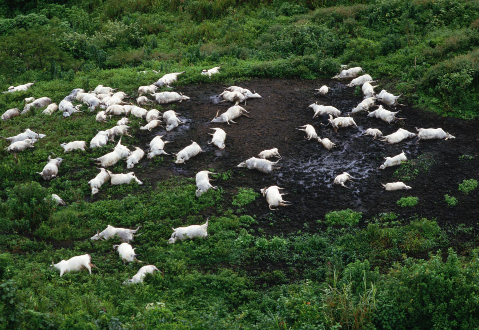 Decenas de vacas muertas tras la tragedia del lago Nyos (Photo by Peter Turnley/Corbis/VCG via Getty Images)