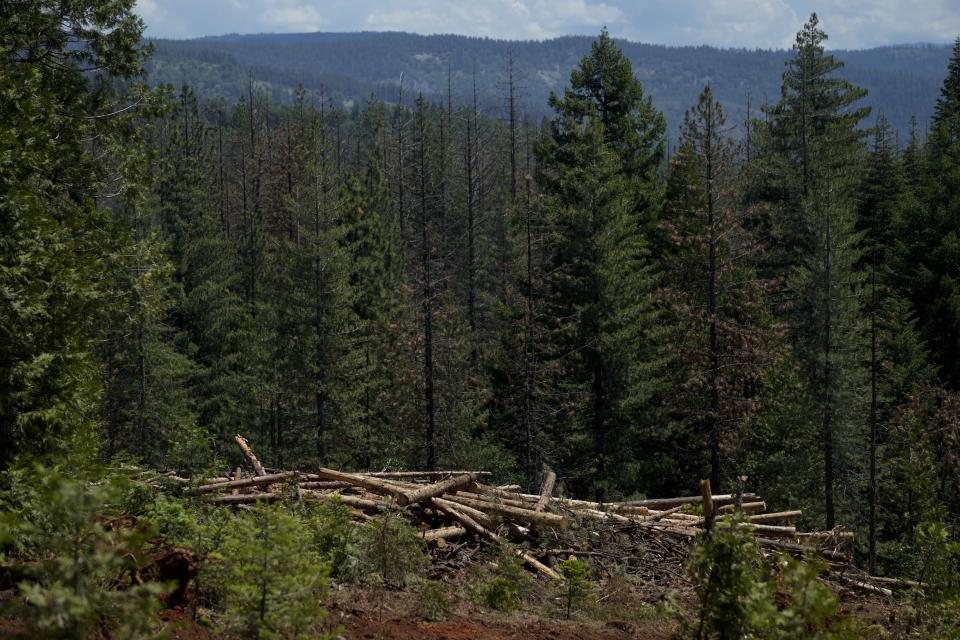 Cut down trees are visible at the site of a timber sale in the Tahoe National Forest, Tuesday, June 6, 2023, near Camptonville, Calif. By logging and burning trees and low-lying vegetation, officials hope to lessen forest fuels and keep fires that originate on federal lands from exploding through nearby cities and towns. (AP Photo/Godofredo A. Vásquez)