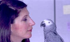 <span class="caption">Alex, an African gray parrot, was trained by ethologist Irene Pepperberg to count objects.</span> <span class="attribution"><a class="link " href="http://www.apimages.com/metadata/Index/BOOKS-PARROT-MEMOIR/2c3dc3d5e2d34d3296629977063df930/1/0" rel="nofollow noopener" target="_blank" data-ylk="slk:AP Photo/File;elm:context_link;itc:0;sec:content-canvas">AP Photo/File</a></span>