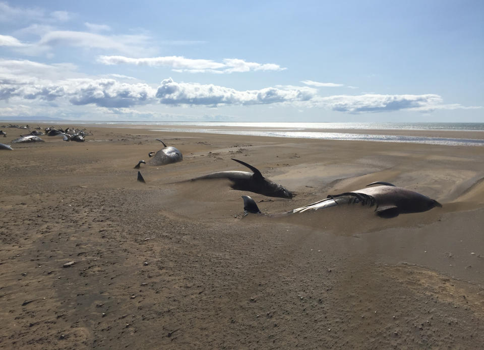 Some dozens of long-finned pilot whales lay dead on a remote beach in Iceland after they were discovered by tourists sightseeing in the Snaefellsnes Peninsula in western Iceland aboard a helicopter, Thursday July 18, 2019. The whales were concentrated in one spot on the beach, many partially covered by sand. (David Schwarzhans via AP)