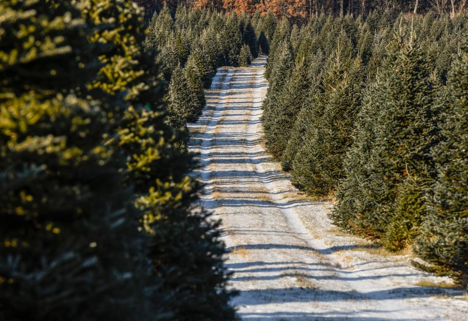 Jan's Christmas Trees has many species of trees for people to pick and cut shown Tuesday, Nov. 13, near Clear Lake.