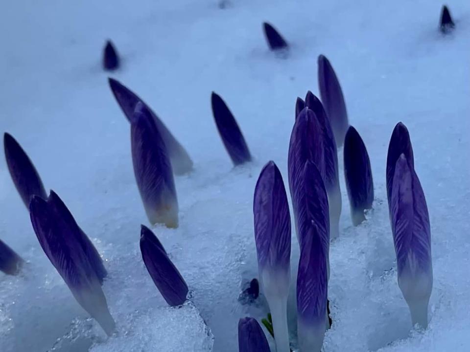 Early spring flowers will have some snow to contend with this weekend. (Kevin Yarr/CBC - image credit)