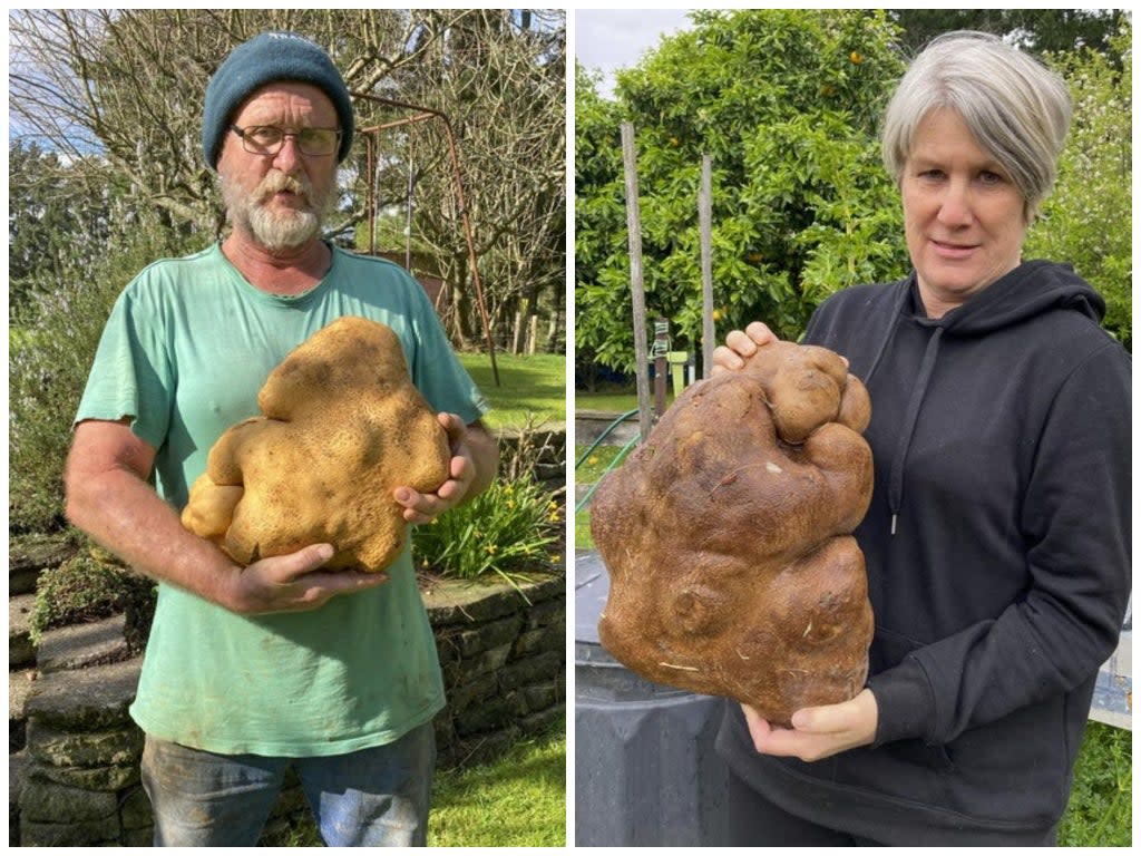 Colin and Donna Craig-Brown holding a large potato dug from their garden at their home near Hamilton, New Zealand (Colin Craigh-Brown via AP)