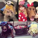 <p>Dog lover and <em>Modern Family</em> star Sarah Hyland was sure to include her dogs in her <a rel="nofollow noopener" href="https://www.instagram.com/p/BMSvJEhDJZe/?taken-by=sarahhyland" target="_blank" data-ylk="slk:2016 festivities;elm:context_link;itc:0;sec:content-canvas" class="link ">2016 festivities</a>. (Photo: Instagram/Sarah Hyland) </p>