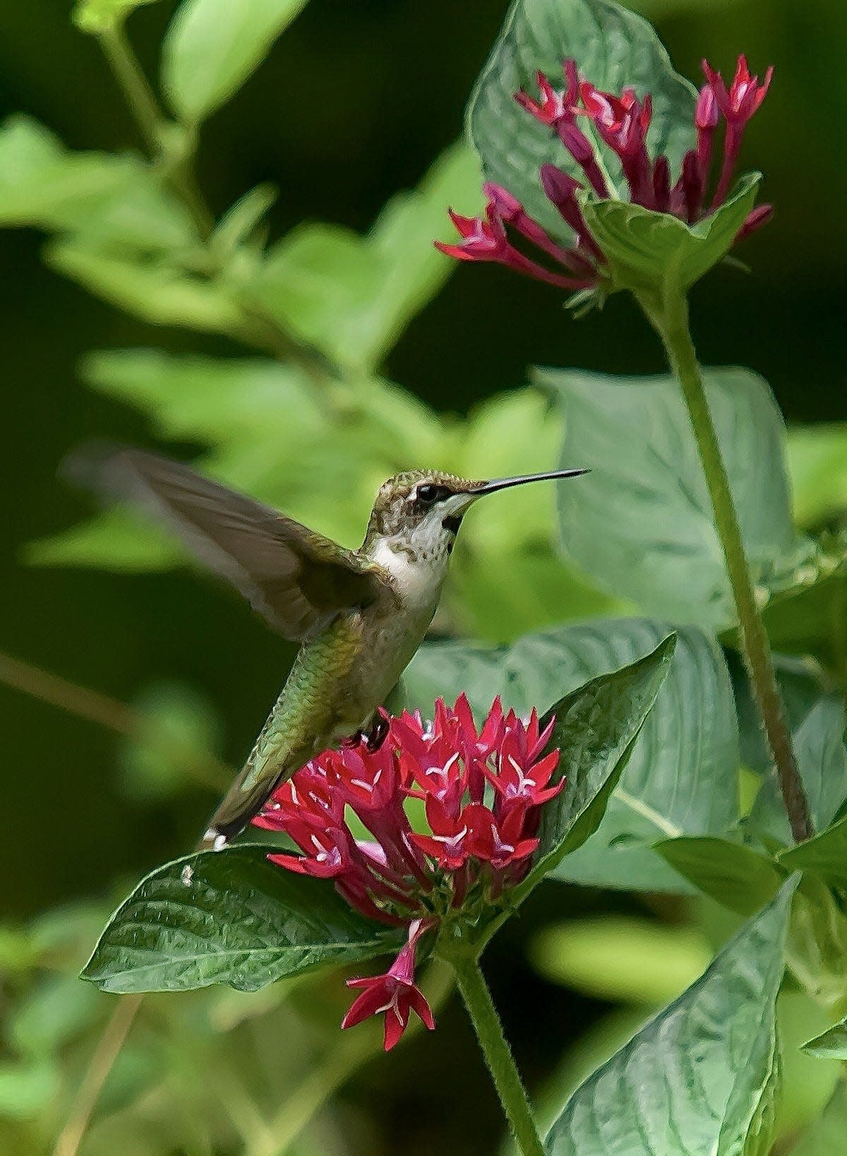This Ruby-throated hummingbird appears to be deciding which blossom to visit next.