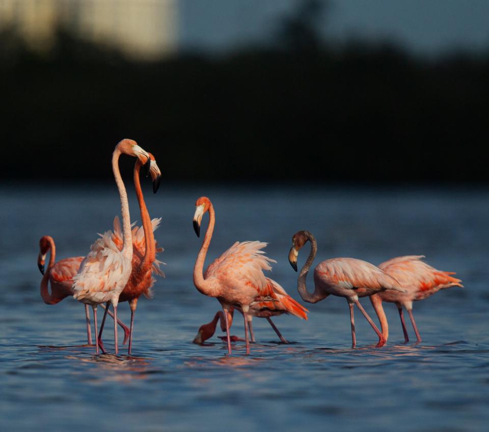 A flamboyance of flamingos feed and preen in Estero Bay Preserve State Park on Monday, Sept. 4, 2023. The large pink birds are thought to come from the Yucatan Peninsula or Cuba and were swept up as Hurricane Idalia moved north. People have spotted them throughout Florida along with several other states. The photographer encountered challenging conditions to photograph the birds, including wading through ankle- to shin-deep water, thick shoe-sucking mud and a long hike. The photographer also stresses being prepared with water and understanding the terrain as it pertains to geography and direction to avoid getting stranded or lost.  The photographer also stresses research on location of the birds because that can be fluid. 