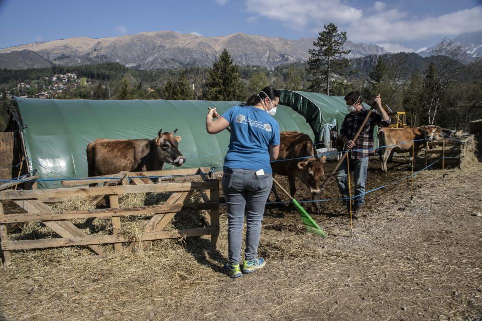 In this image take on Thursday, April 23, 2020 Stefano Gusmini, 43, and his wife Alice Piccardi, 37, left, tend to animals at their farm 'Fattoria della Felicita'' (Farm of Happiness), which hosts also a restaurant and summer camps, in Onore, near Bergamo, northern Italy. In her afternoons, Piccardi volunteers at the doctor’s dormitory at a field hospital in Bergamo. (AP Photo/Luca Bruno)