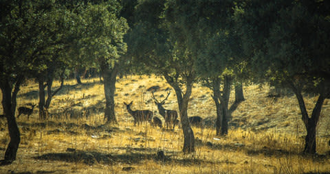 "Wherever I look there are deer" - Credit: GETTY