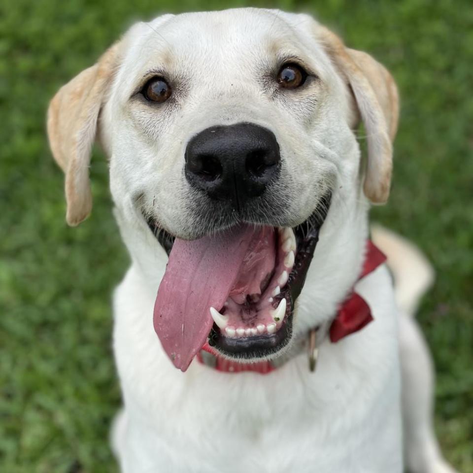 Majesty, a 1-year-old yellow Lab at SPCA Florida.