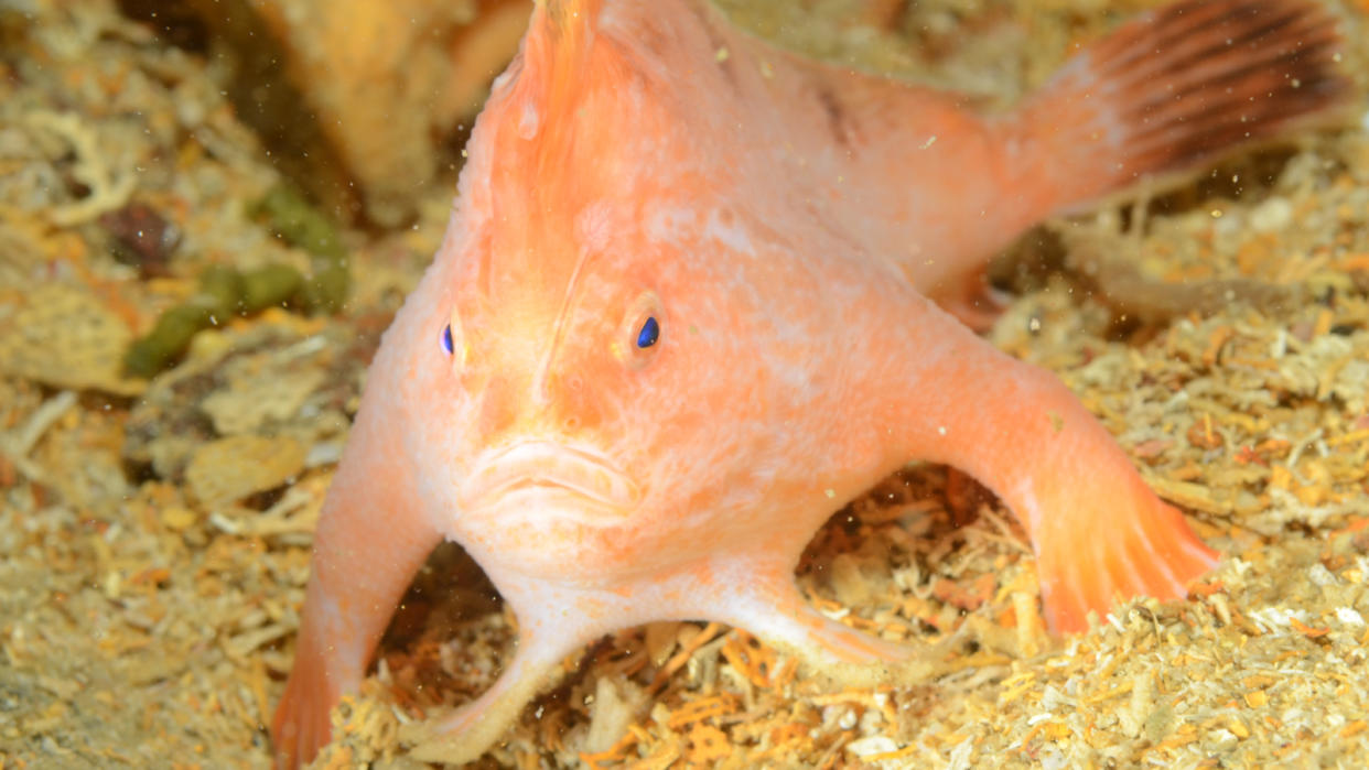  Cropped image of the pink handfish on the seafloor. 