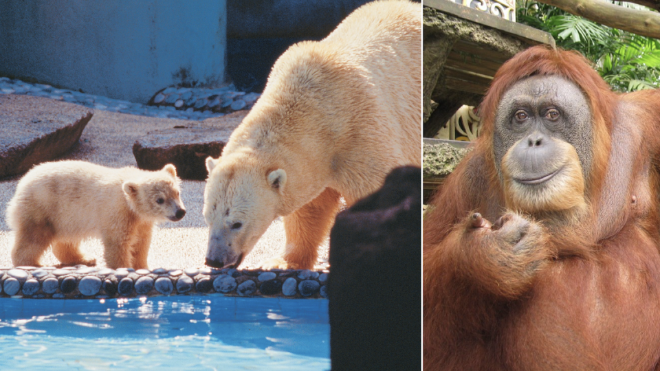 First Polar Bear 'Inuka' born in tropics in Singapore Zoo (left) and Ah Meng (Photos: Mandai Wildlife Group)