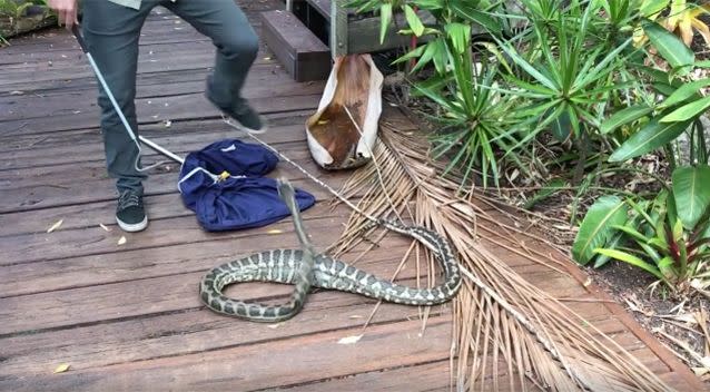 The bulge was likely a possum, the snake catcher said. Source: Facebook/Sunshine Coast Snake Catchers 24/7