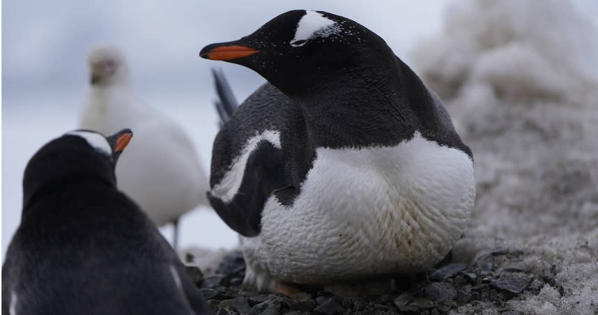 研究人員於近日在南大西洋的馬爾維納斯群島，發現了約35隻死亡的巴布亞企鵝。（圖／達志／美聯社）