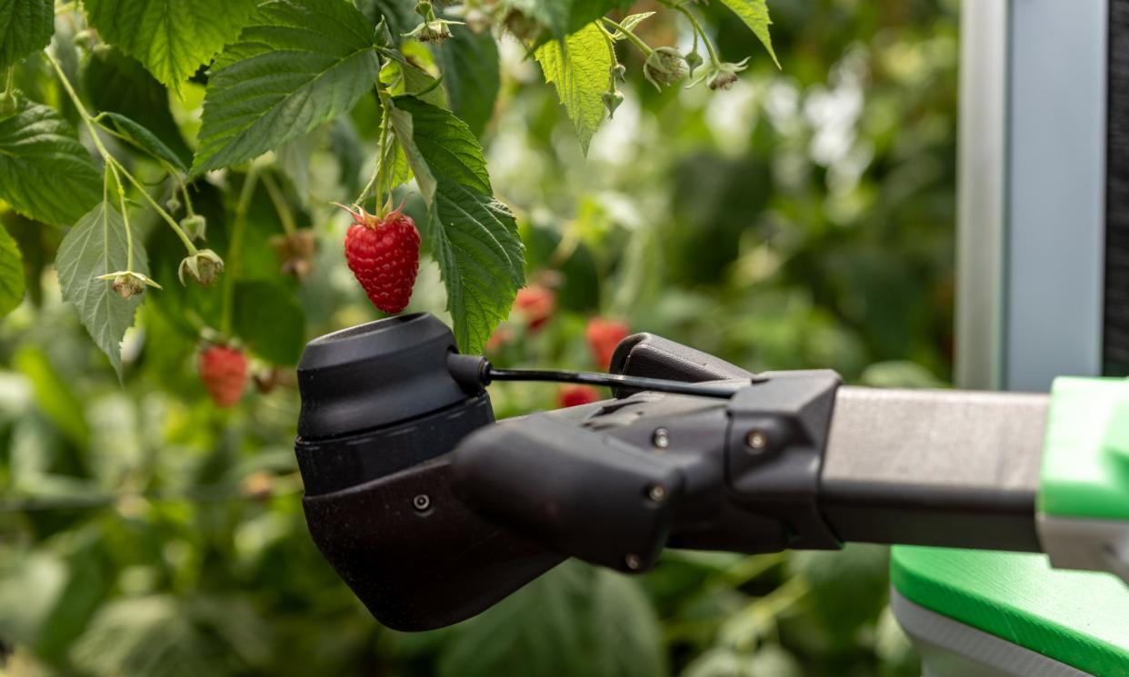 <span>The Fieldworker 1 robot has greater reach and flexibility, and can run day and night.</span><span>Photograph: Fieldwork Robotics</span>