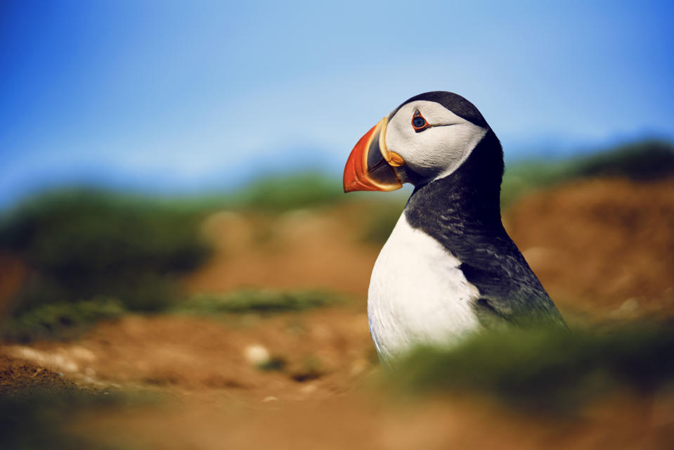 The common puffin during filming of Wild Isles on Skomer Island (Alex Board/Silverback Films/BBC/PA)