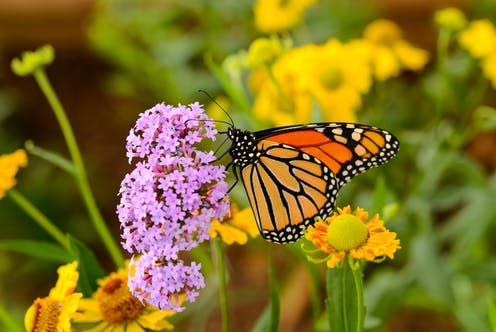   <span class="attribution"><a class="link " href="https://www.shutterstock.com/image-photo/monarch-butterfly-feeding-on-pink-flowers-362487542?src=Q045pBY34AlUWlzj6Ol6VQ-1-3&studio=1" rel="nofollow noopener" target="_blank" data-ylk="slk:Sean Xu/Shutterstock;elm:context_link;itc:0;sec:content-canvas">Sean Xu/Shutterstock</a></span>