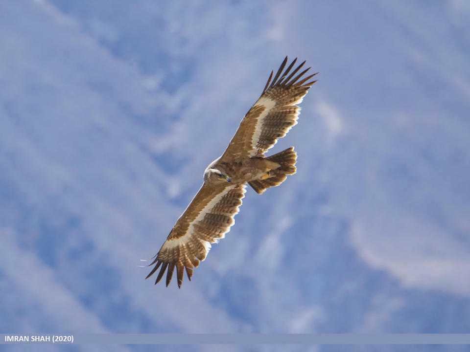 草原雕Steppe Eagle (Aquila nipalensis)