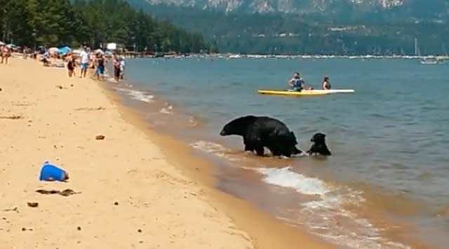 Tourists shocked as bear and two cubs frolic in sea at beach