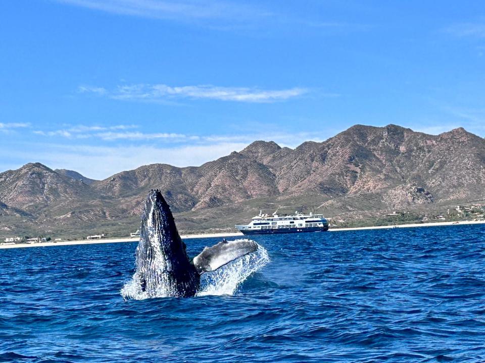 A whale with a ship in the background.