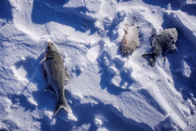 Frozen fish are seen at a frozen river in Tongjiang in Tongjiang
