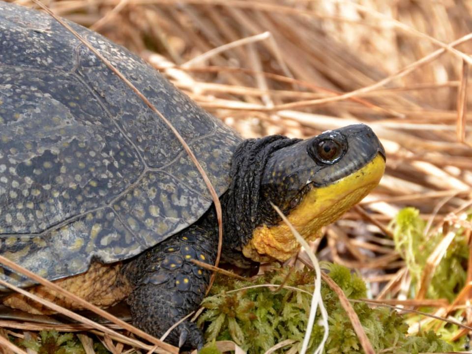 A Blanding&#39;s turtle enjoys a moment on a patch of land. Blanding&#39;s turtles are threatened in Ontario. (Jeffie McNeil - image credit)