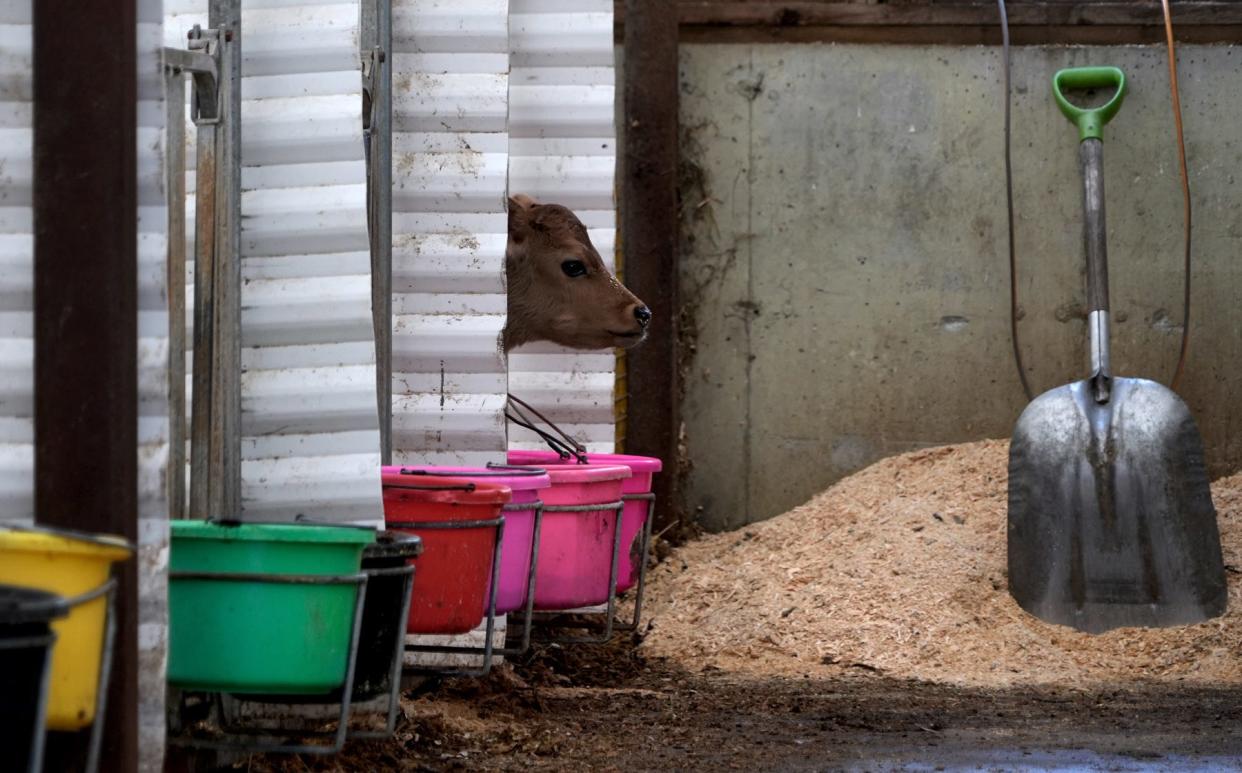 One of the farm's spring calves pokes its head out from a stall in the calf barn.