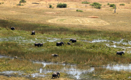 FILE PHOTO: A herd of elephants is seen grazing at a wildlife area, after reports that conservationists have discovered 87 of them slaughtered just in the last few months, outside Kasane in the northeastern corner of Botswana, September 20, 2018. REUTERS/Siphiwe Sibeko/File Photo