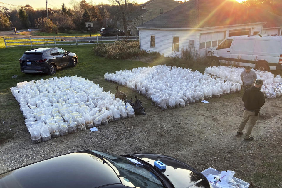 This photo, released by the Connecticut State Police, shows bags of psychedelic mushrooms removed from a home in Burlington, CT, Thursday, Nov. 2, 2023. Federal, state and local authorities allege they found a clandestine mushroom-growing factory, containing psilocybin mushrooms in various stages of growth, with an estimated total street value of $8,500,000. (Connecticut State Police via AP)