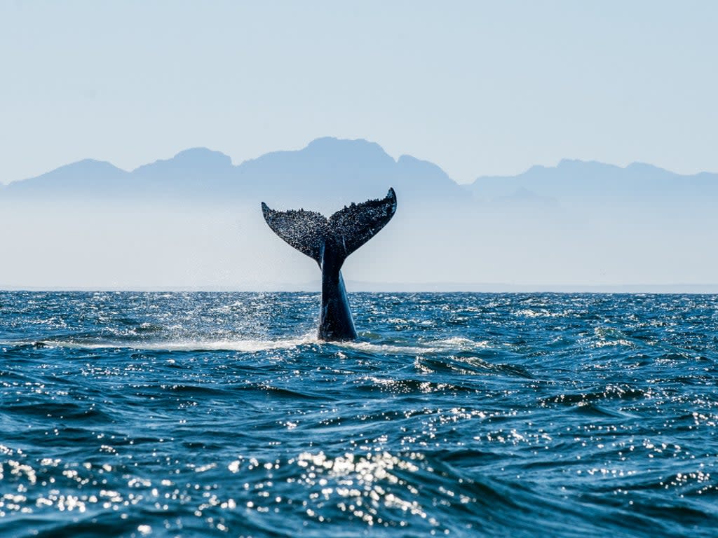 A humpback whale off the coast of South Africa. Shell’s seismic blasts occur every five seconds, for months at a time, and are louder than a space shuttle launch, according to Greenpeace (Getty)