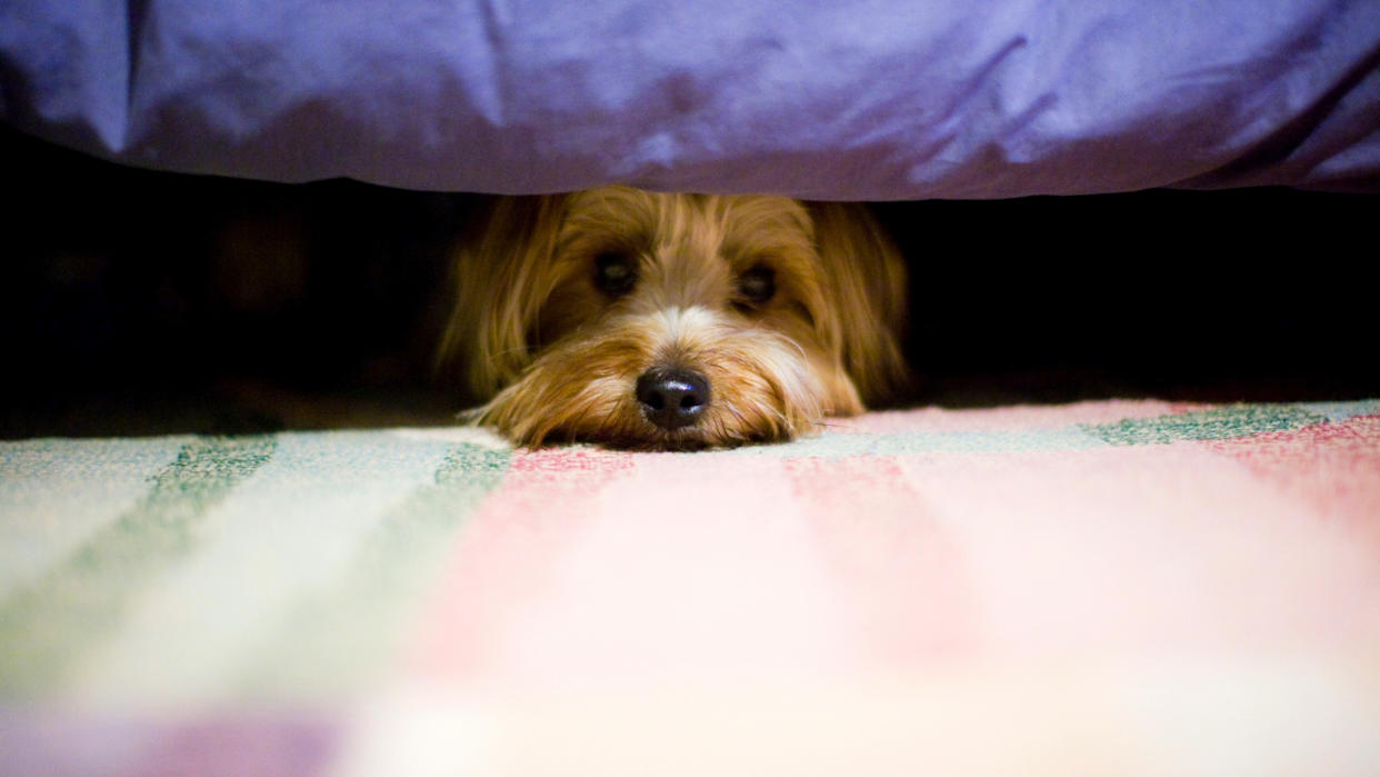  Scared dog hiding under the bed. 