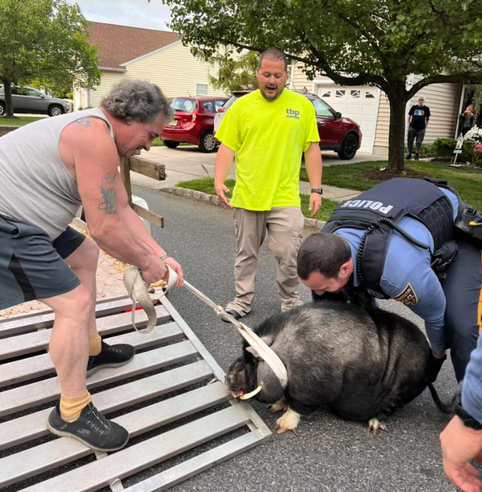Officers attempt to lift the hefty pig onto a small trailer parked on a neighborhood street.