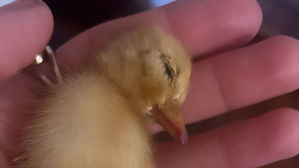 A photo of a Duck