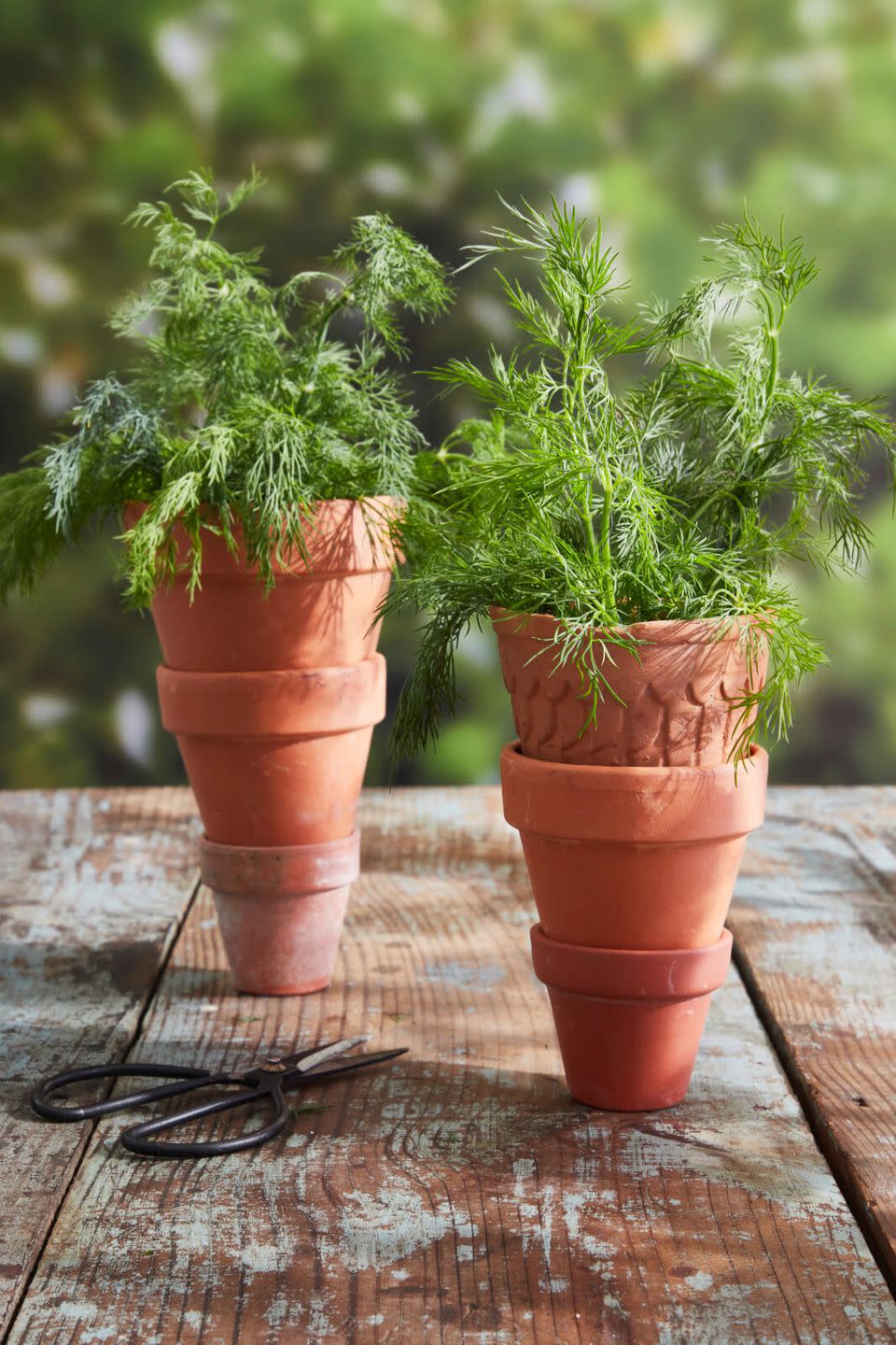 terracotta pots stacked to look like a carrot with the topmost pot filled with sprigs of dill