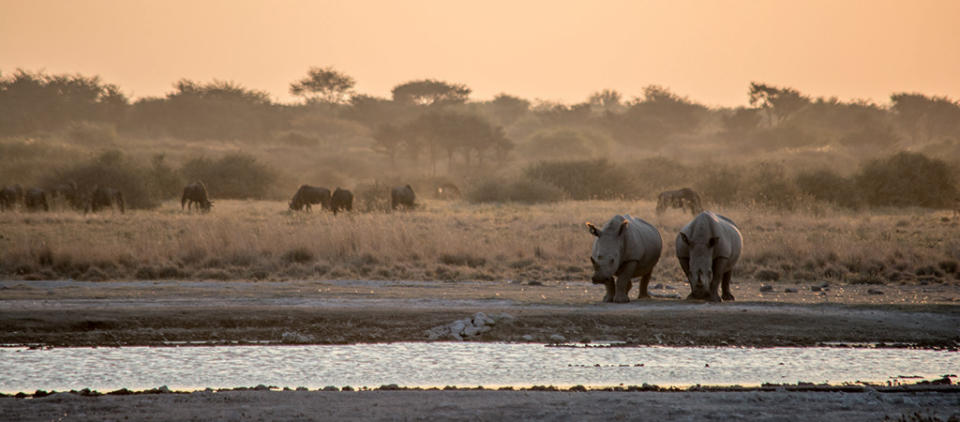 Rhino are a common sighting at Malema Pan.