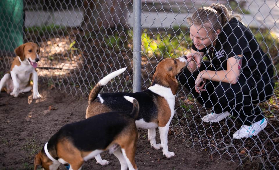 Humane Society of Marion County Technician Aubrey Ancelet checks out some of the beagle puppies on Aug. 19.