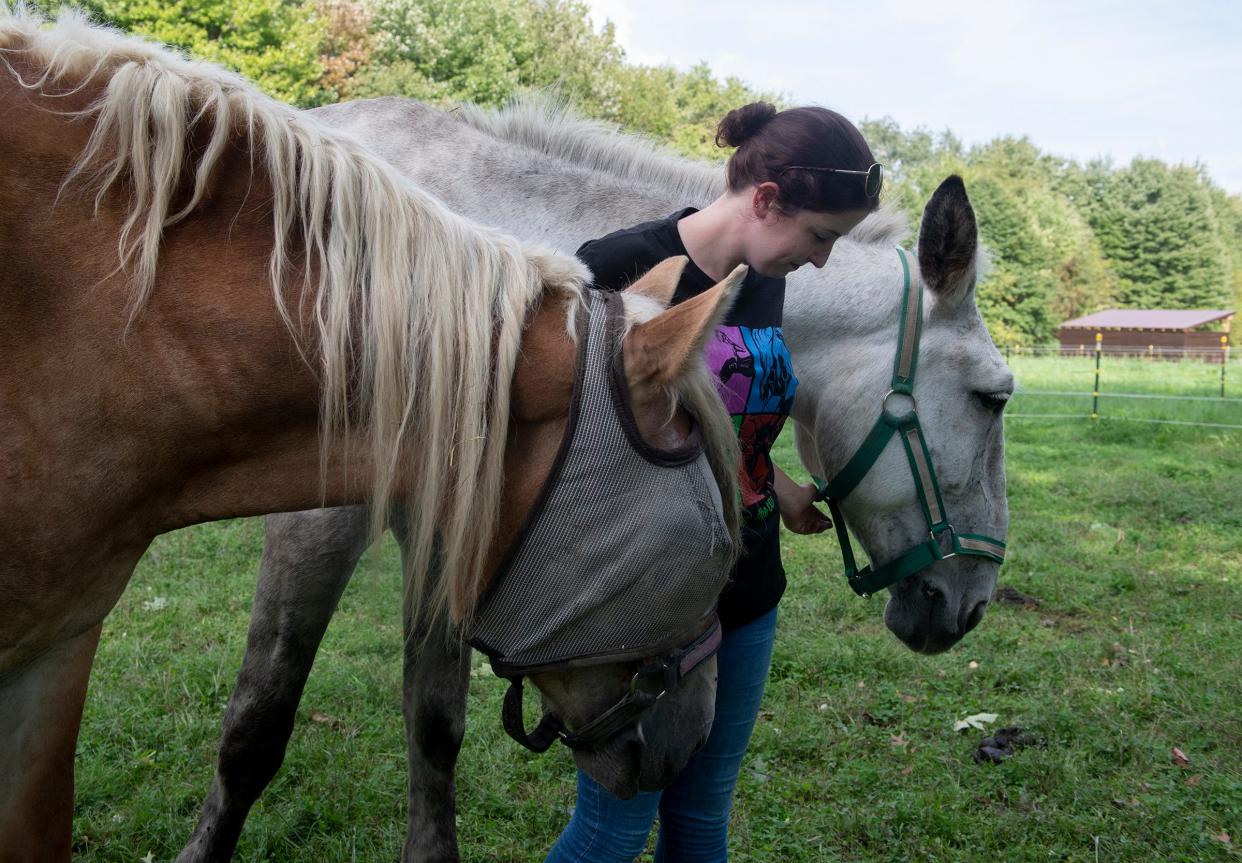 Happy Trails Farm Animal Sanctuary, in Ravenna, takes in injured and neglected farm animals as well as owner relinquished or transferred from other shelters. Lissy Kuhn, donor stewardship coordinator, gives affection to Iris, a Belgin Draft horse with an eye infection, and Phoebe, a Draft mule. Both horses were bought at an auction in Sugar Creek. 