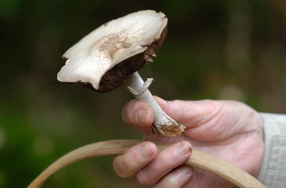 A mushroom that was harvested along the trails near the Cape Cod National Seashore's Salt Pond Visitor's Center in Eastham.