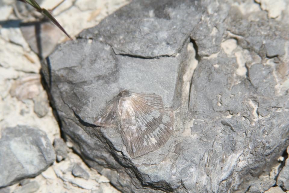 An example of fossils to be seen at Caesar Creek State Park.