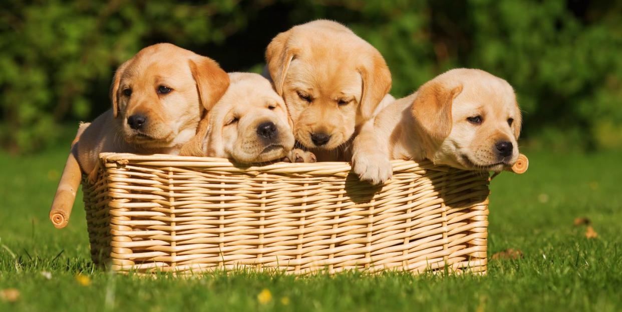 puppies in a basket