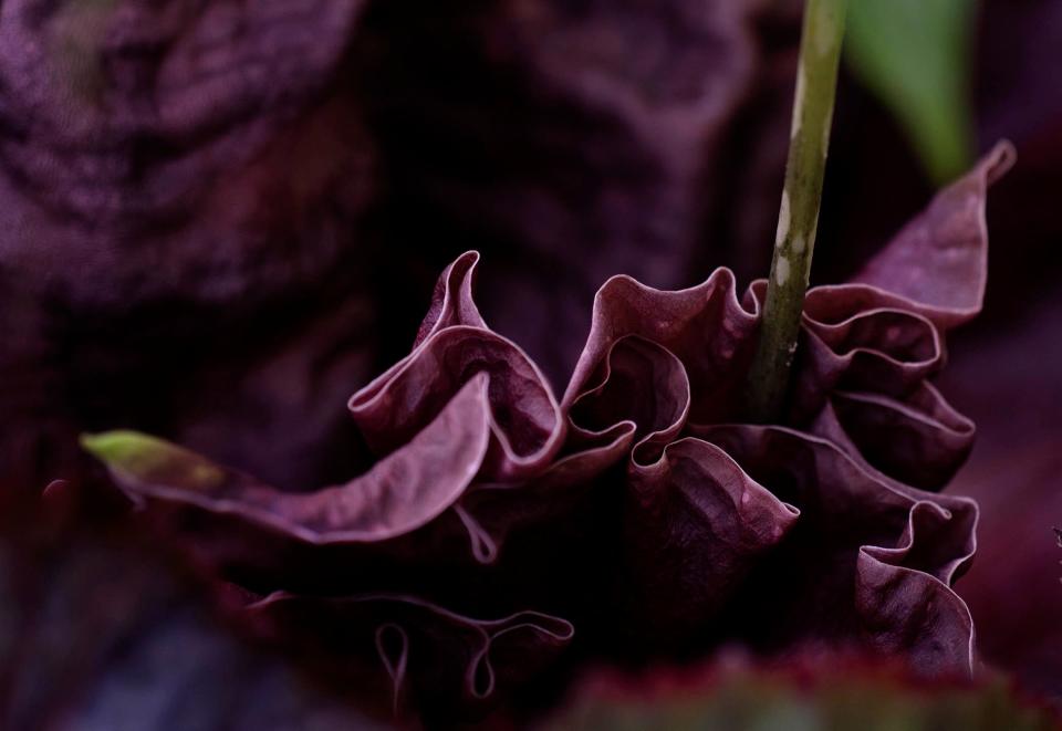 An Amorphophallus paeoniifolius, known as the elephant foot yam, blooms at the Society of the Four Arts Demonstration Garden on May 24, 2024.