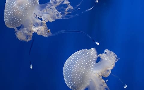 Jellyfish have extraordinary powers of regeneration  - Credit: REX/Shutterstock 